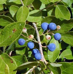 Seeds Rudraksha Plant